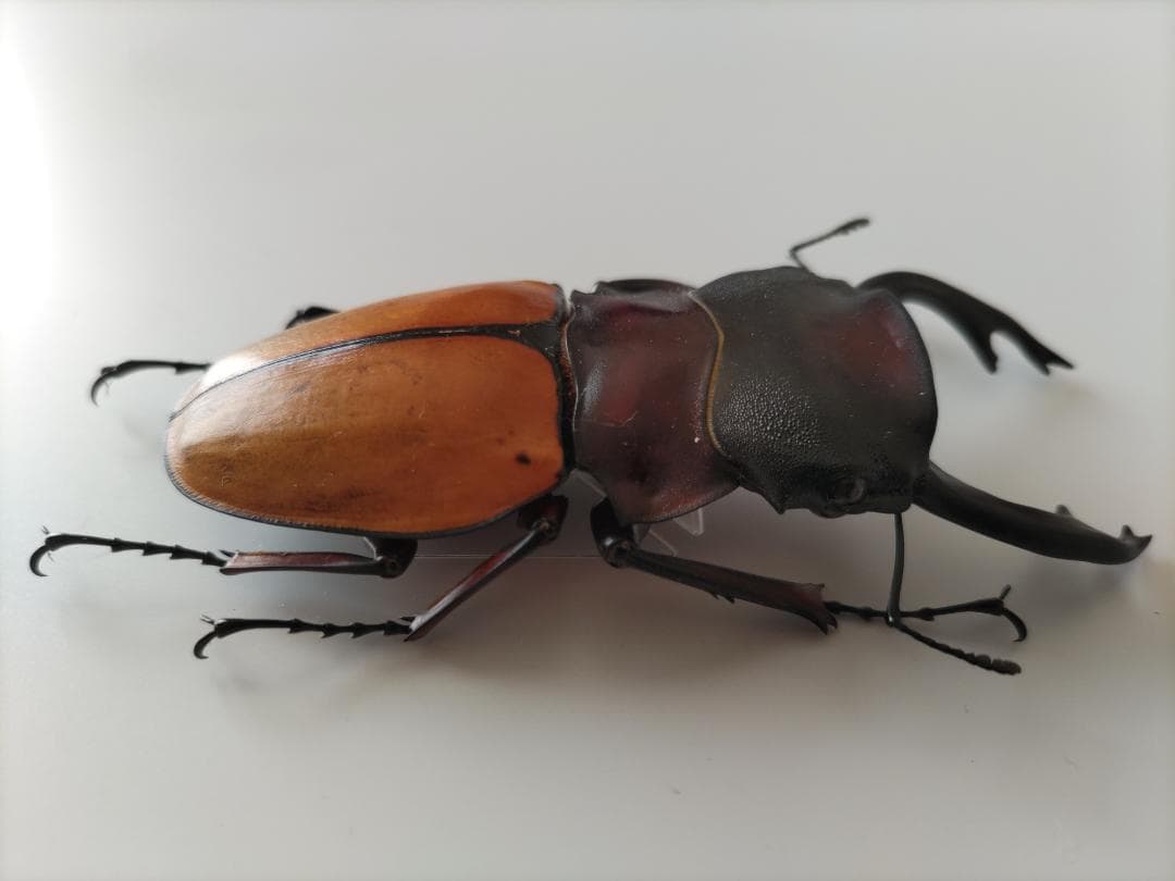 フェモラリスツヤクワガタ 標本