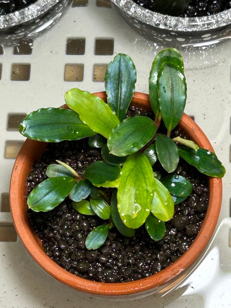 くぅさん専用、ブセファランドラspピナ　おまとめセット