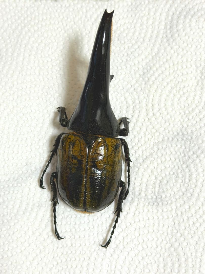 D.H ヘラクレスオオカブト標本 124mm