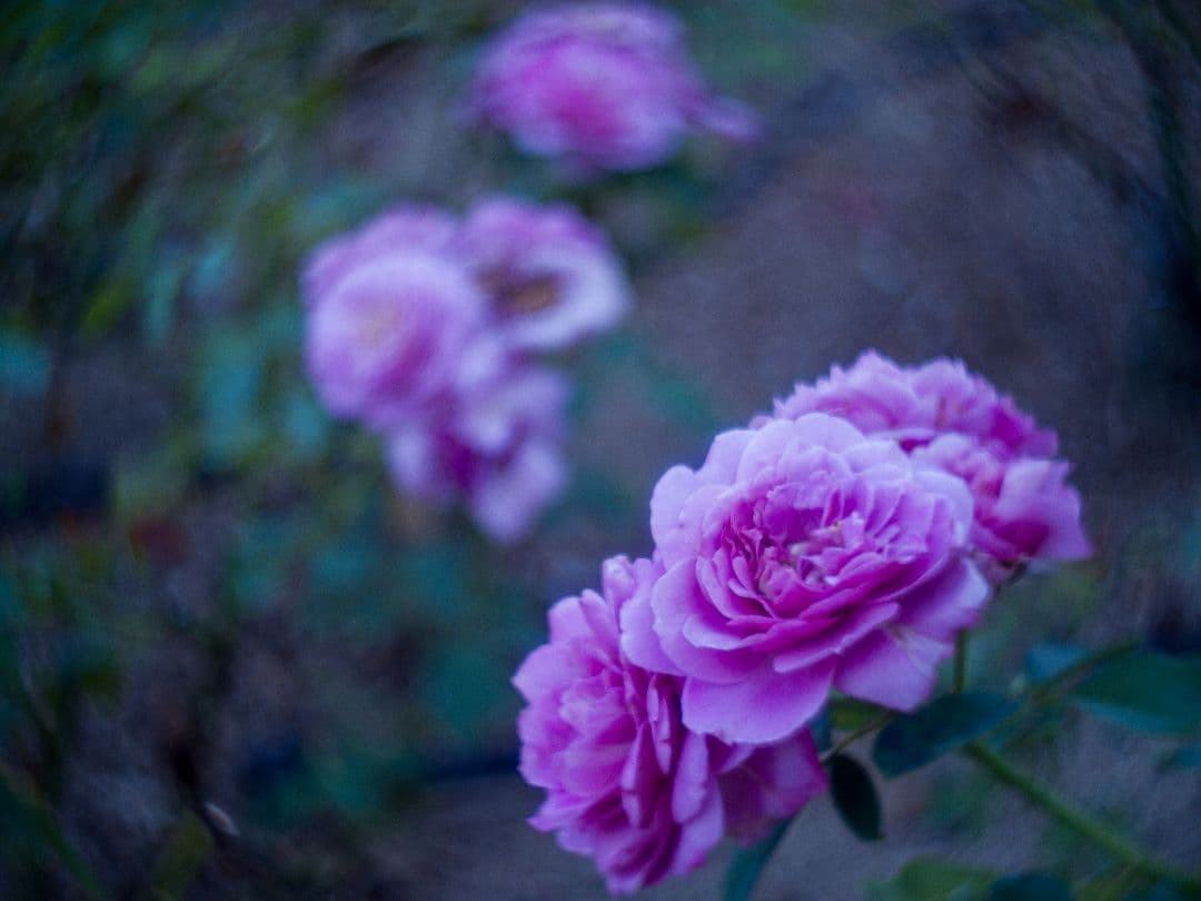 ズノー　ZUNOW-ELMO　13mm/f1.1 Dマウントシネレンズ:作例あり