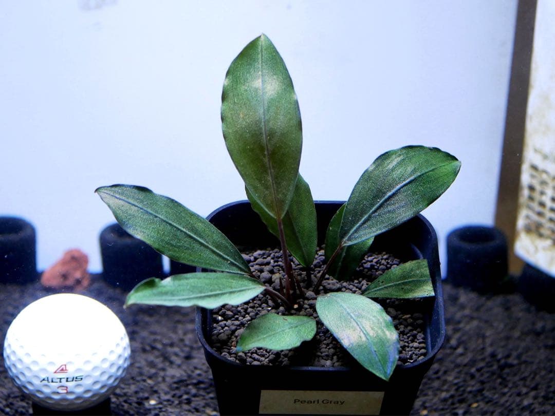 《激美＆レア》ブセファランドラ『Pearl Gray』【完全水中葉＆無農薬栽培】