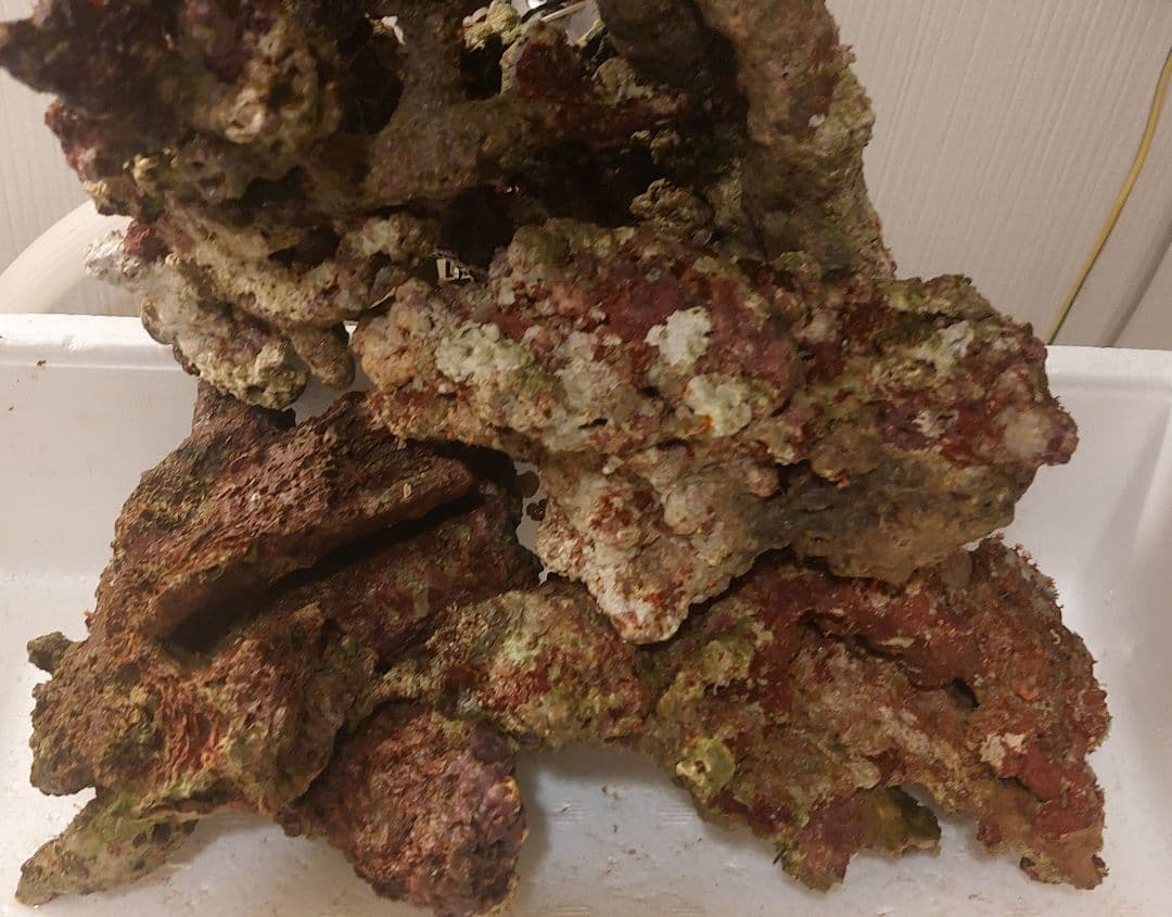 天然ライブロック　大　中　Sグレード　海水魚用