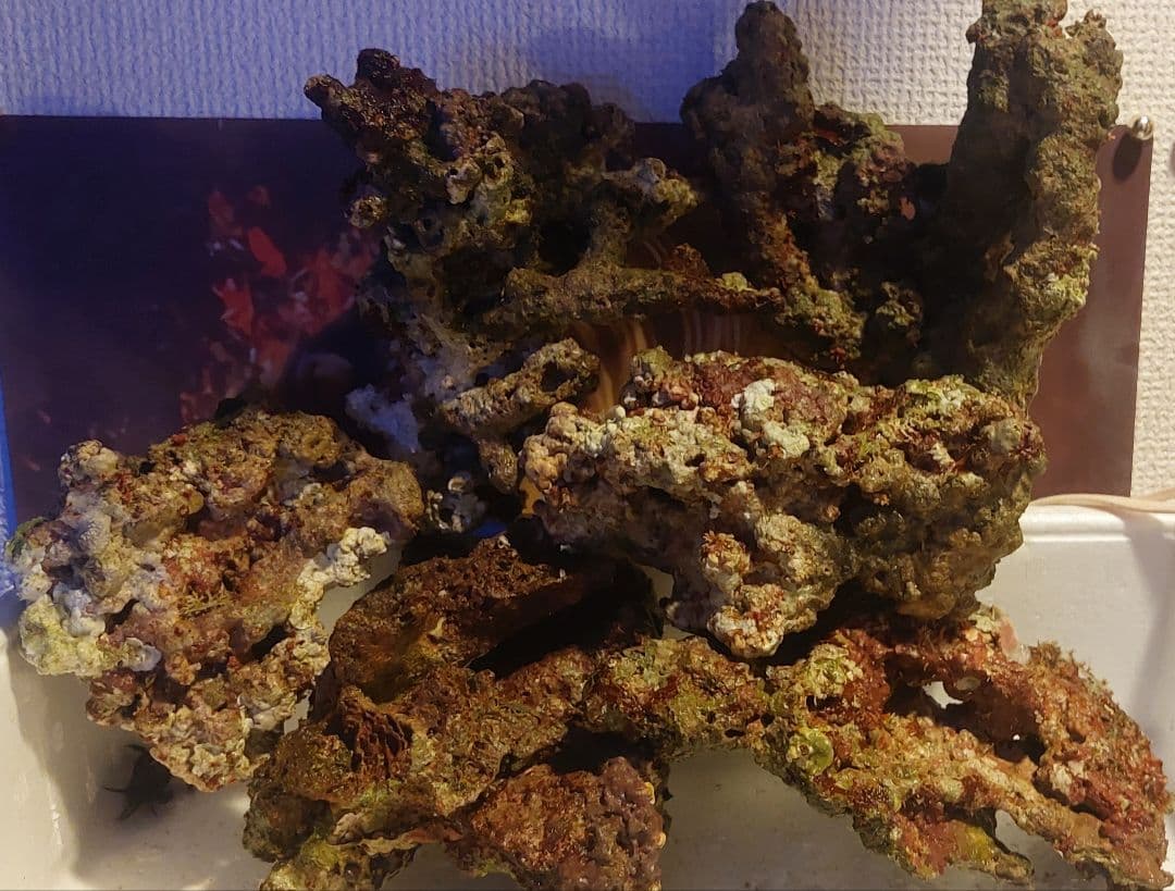 天然ライブロック　大　中　Sグレード　海水魚用