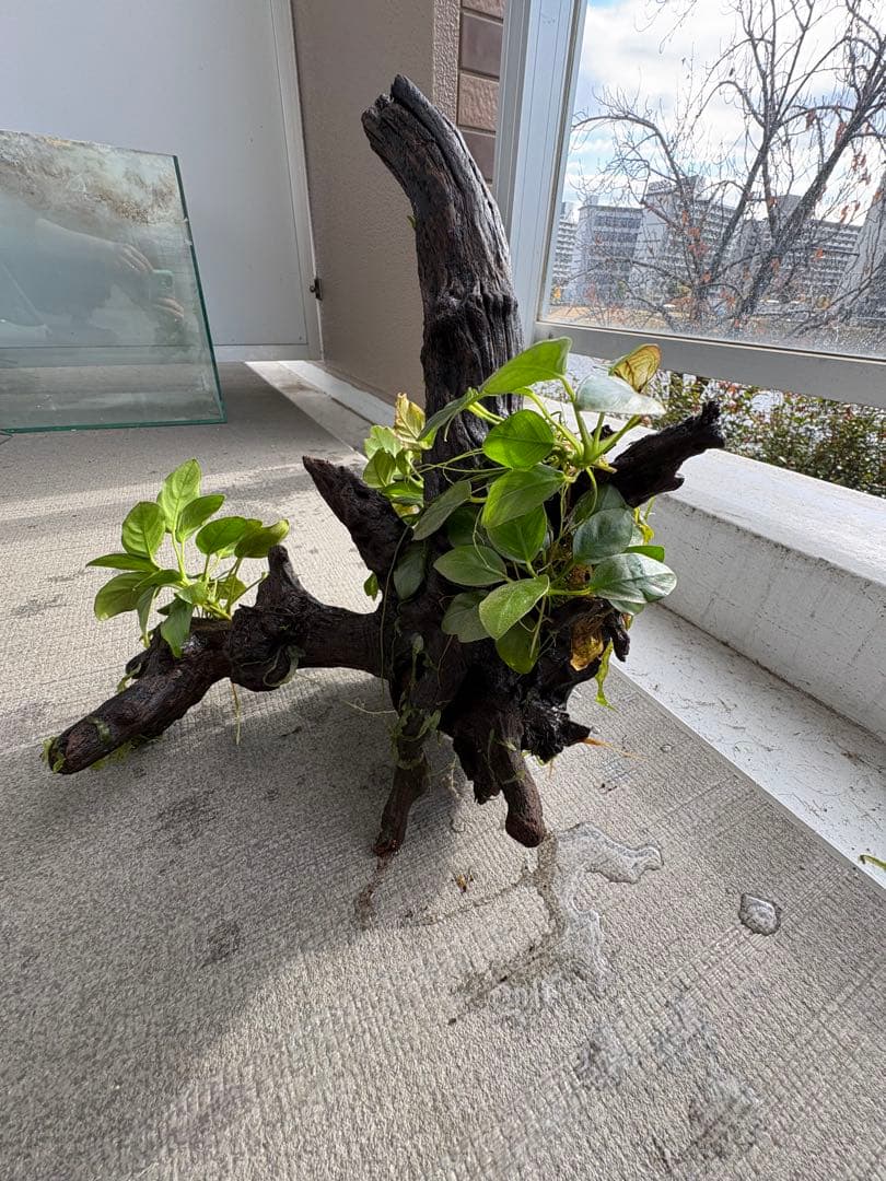 水槽用流木とアヌビアス　観葉植物のセット
