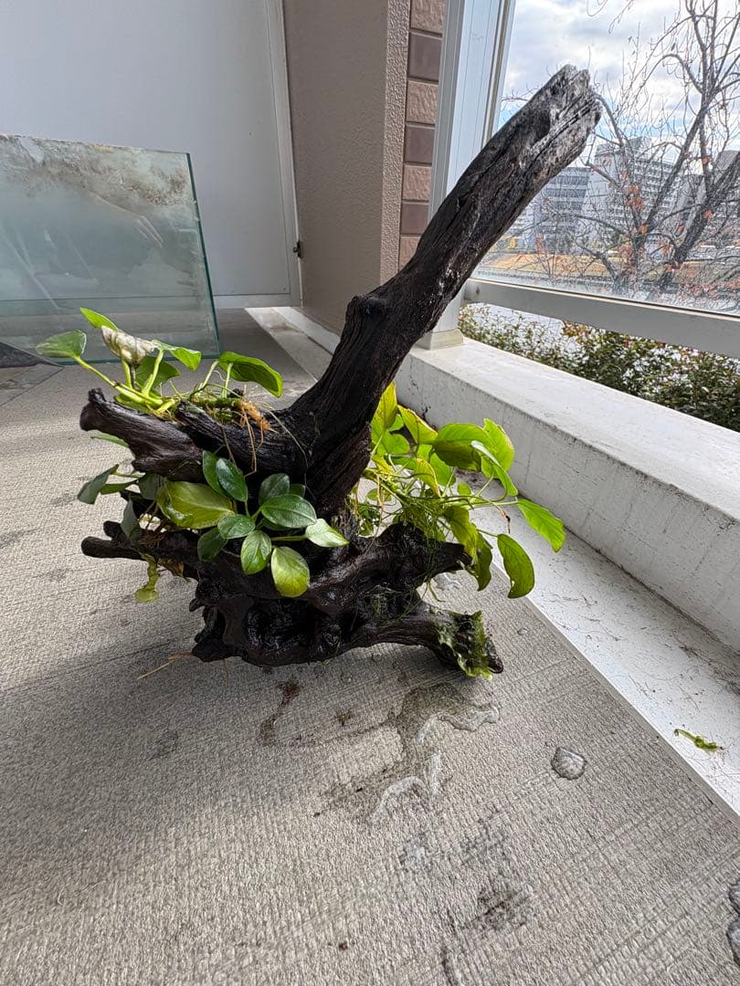 水槽用流木とアヌビアス　観葉植物のセット