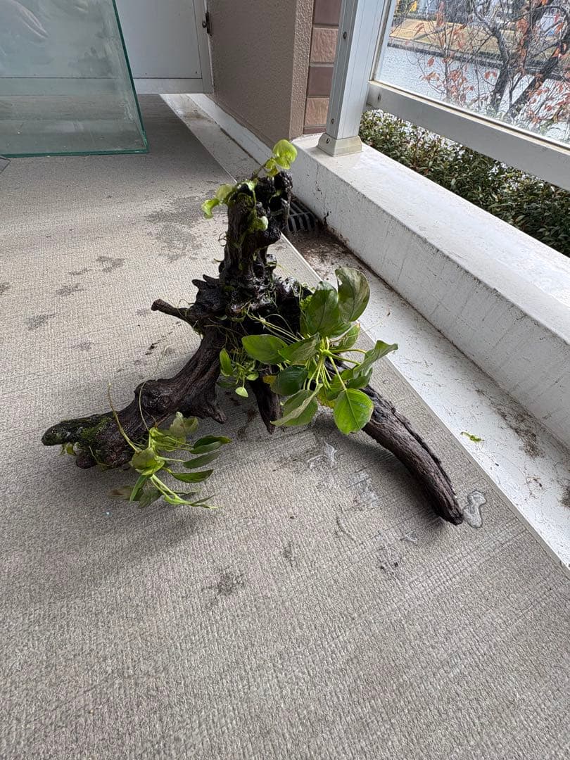 水槽用流木とアヌビアス　観葉植物のセット