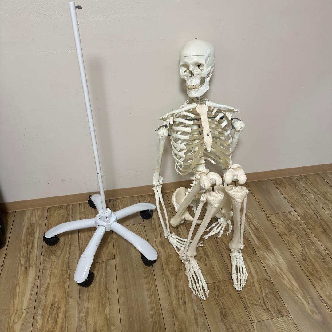 可動式人体模型 約170cm