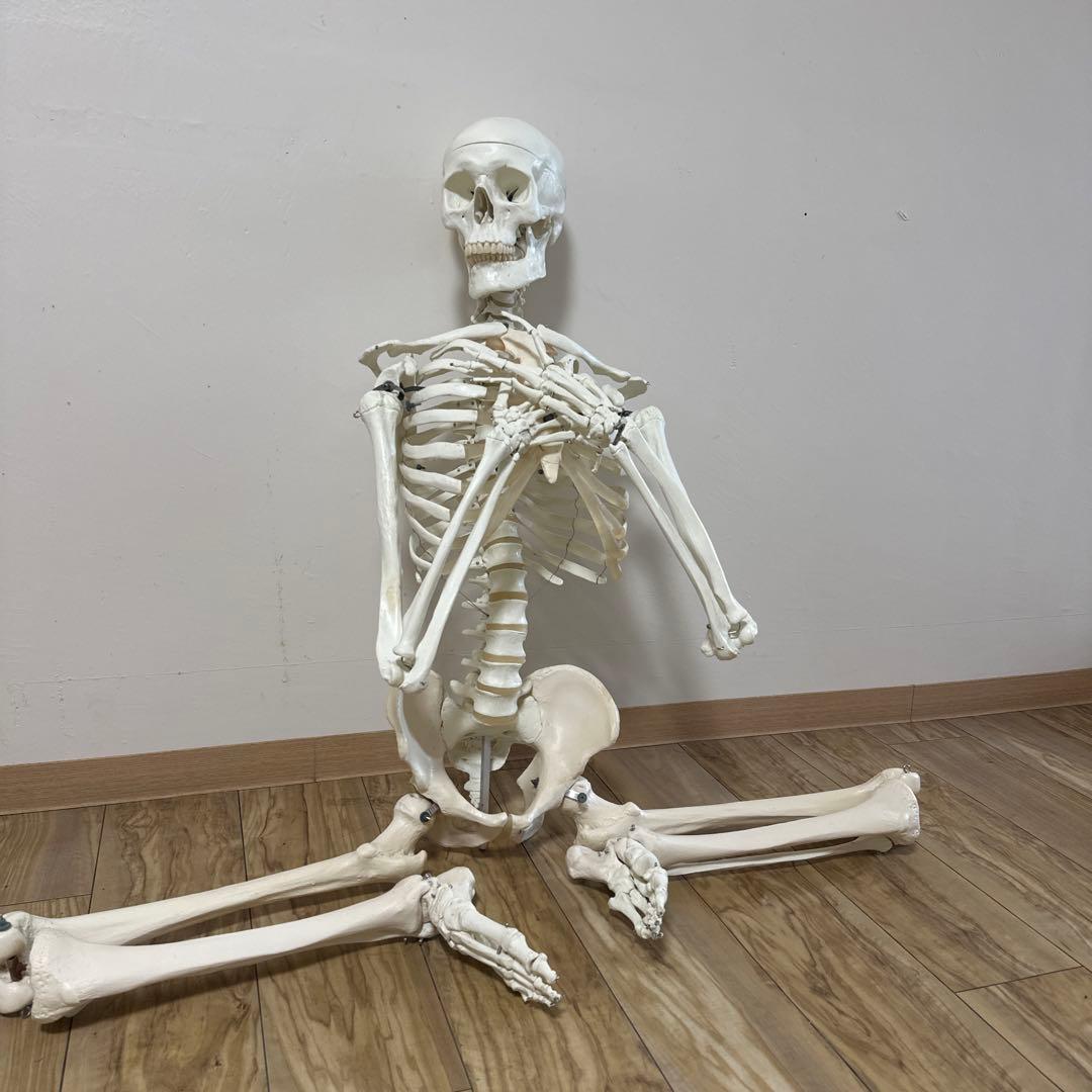 可動式人体模型 約170cm