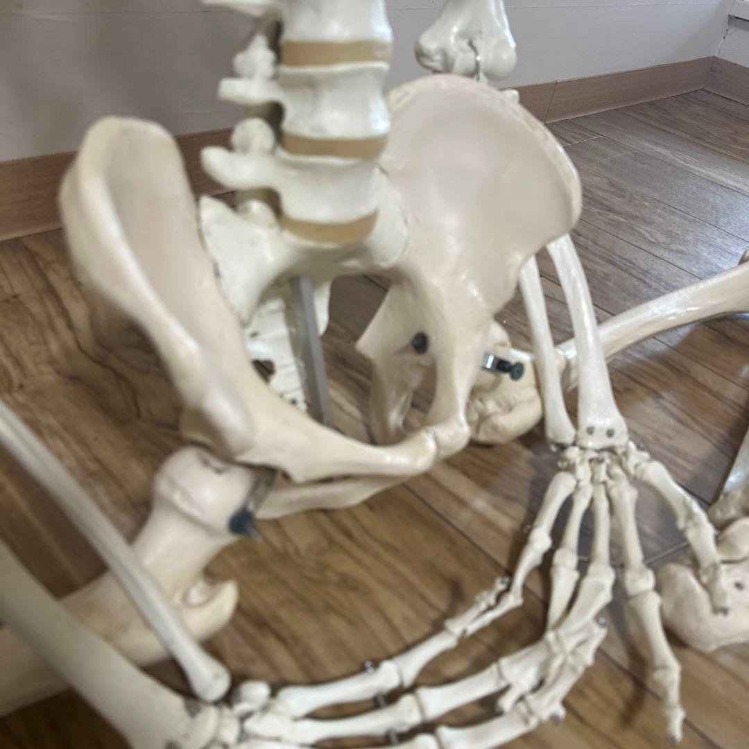 可動式人体模型 約170cm