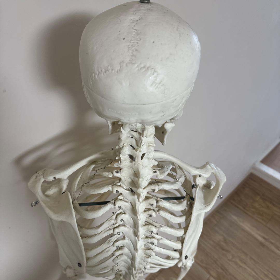 可動式人体模型 約170cm