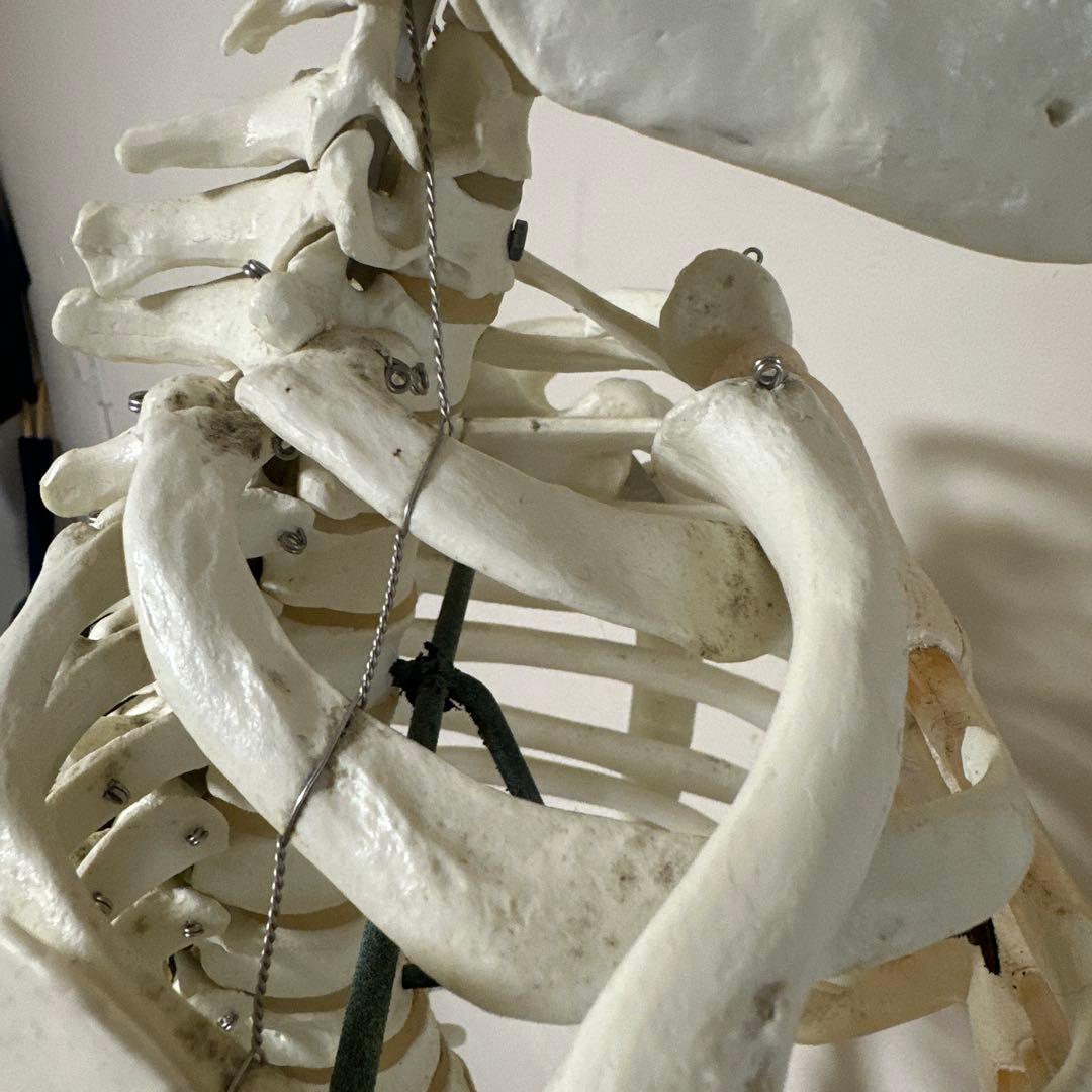 可動式人体模型 約170cm