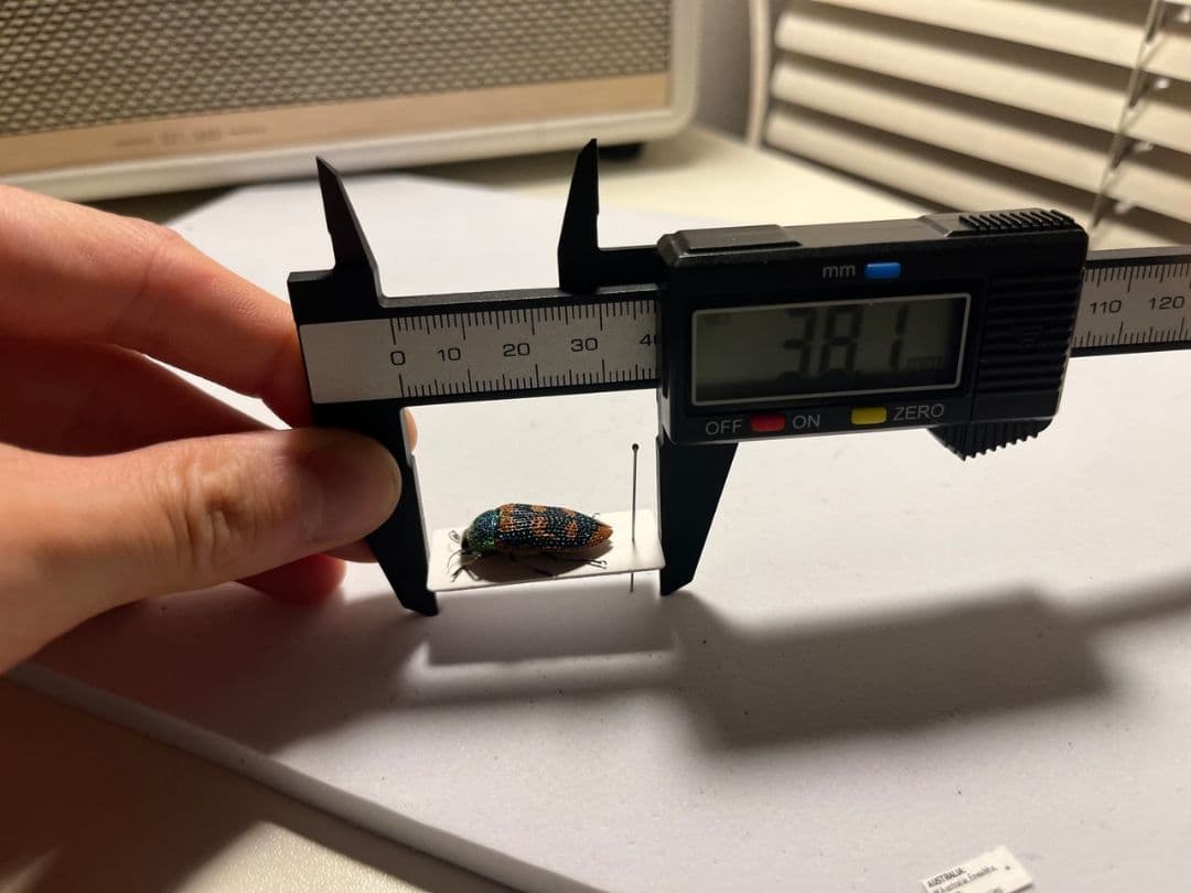 【25mm】アカモンアラメムカシタマムシ ロエイ　アラメムカシタマムシ標本