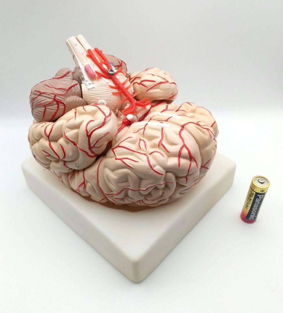 値下【美品】人脳８分割モデル 前頭葉 頭頂葉 側頭葉 後頭葉 脳幹 小脳 左右