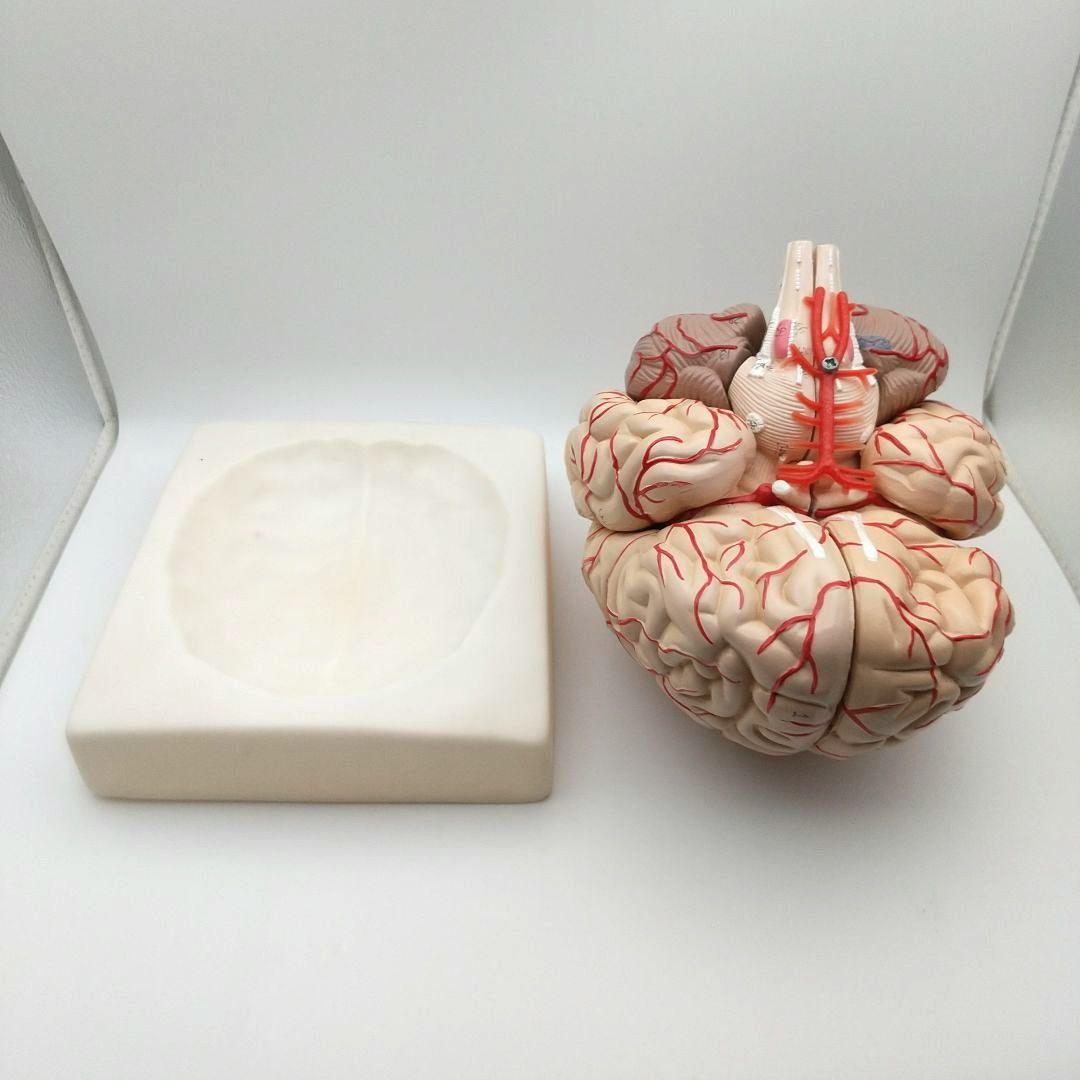 値下【美品】人脳８分割モデル 前頭葉 頭頂葉 側頭葉 後頭葉 脳幹 小脳 左右