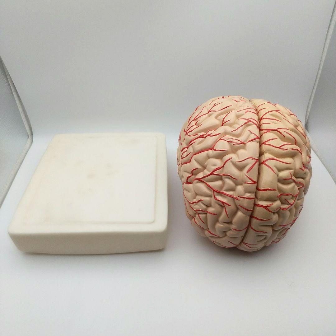 値下【美品】人脳８分割モデル 前頭葉 頭頂葉 側頭葉 後頭葉 脳幹 小脳 左右