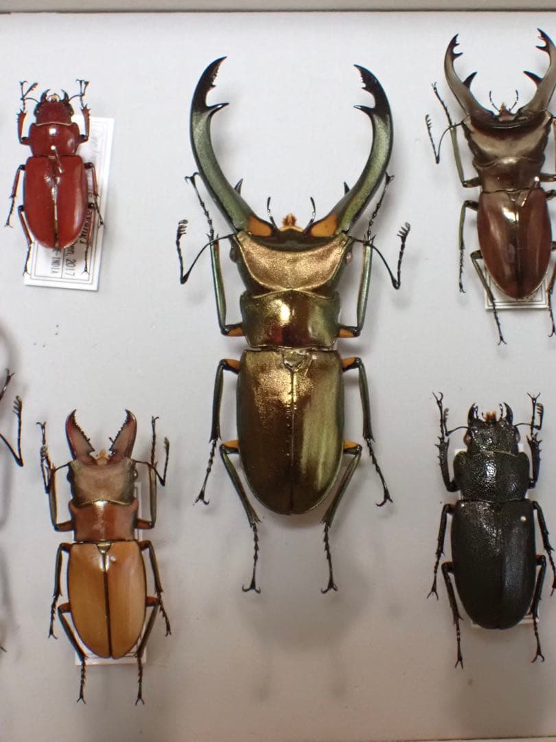 標本　キクロマトス4種　9頭セット　ブリード品