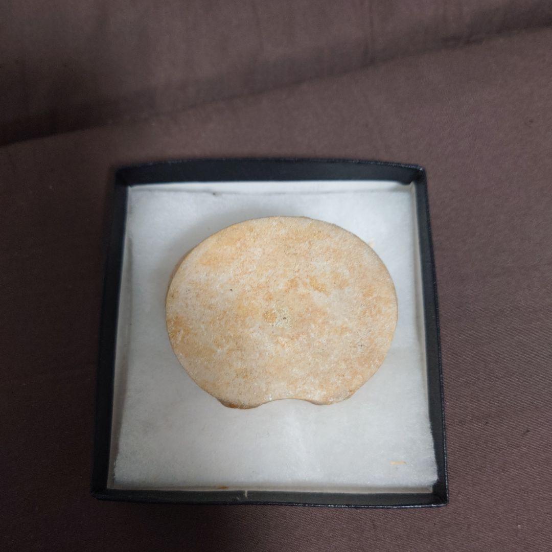 プレシオサウルスの椎骨の化石