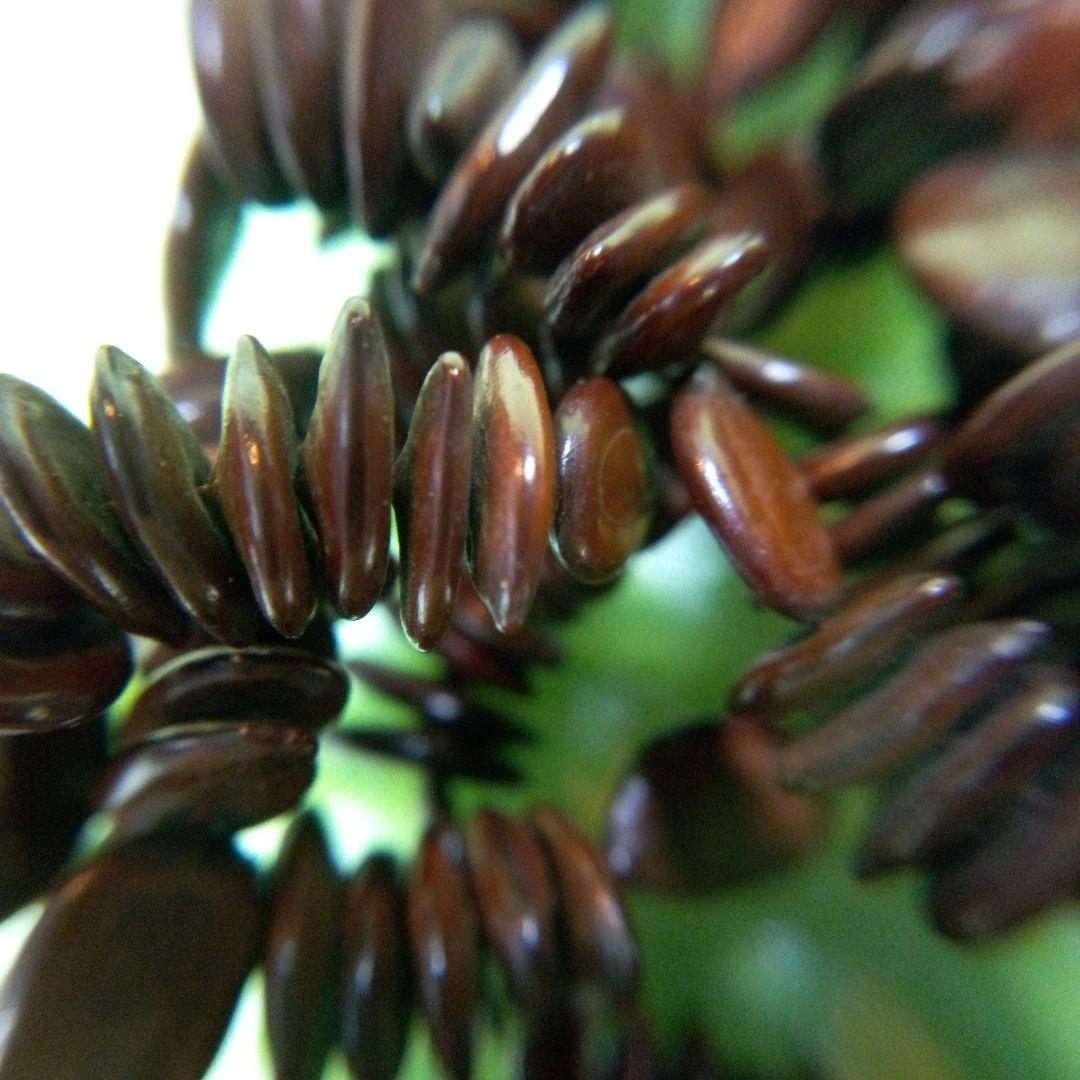 アフリカ　タンザニア　アンティークネックレス④　くびかざり　レトロ　アクセサリー