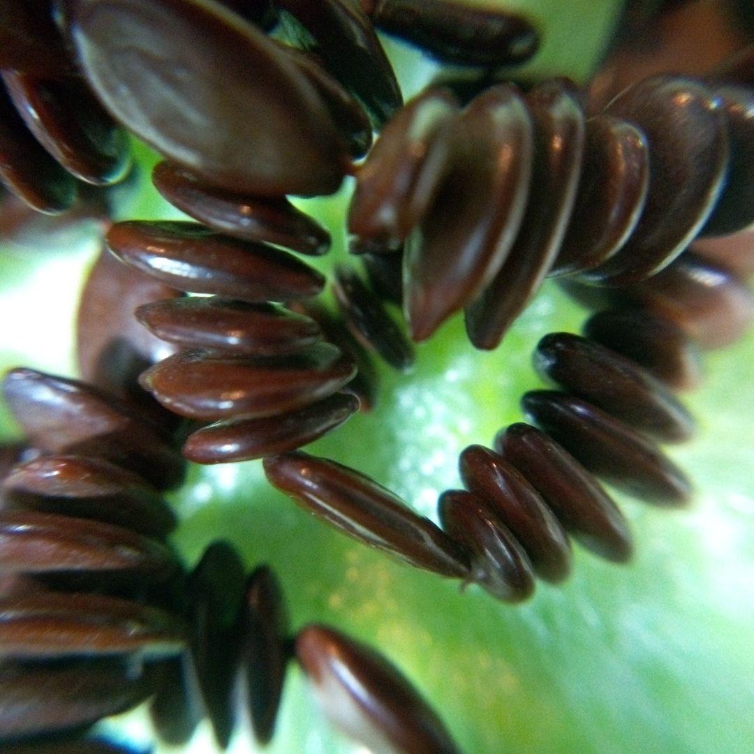 アフリカ　タンザニア　アンティークネックレス④　くびかざり　レトロ　アクセサリー