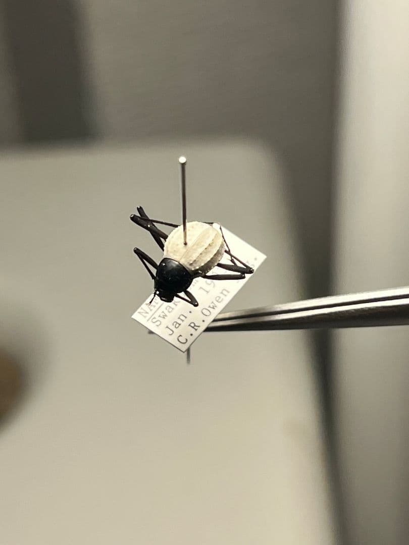 【純白】マッシロキリアツメ キリアツメ 昆虫標本 ゴミムシダマシ コブハムシ