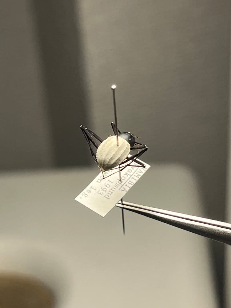 【純白】マッシロキリアツメ キリアツメ 昆虫標本 ゴミムシダマシ コブハムシ