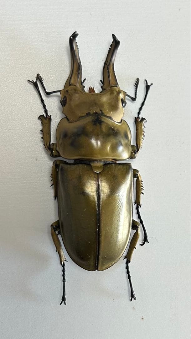 【昆虫標本】ローゼンベルグオウゴンオニクワガタ♂73㍉