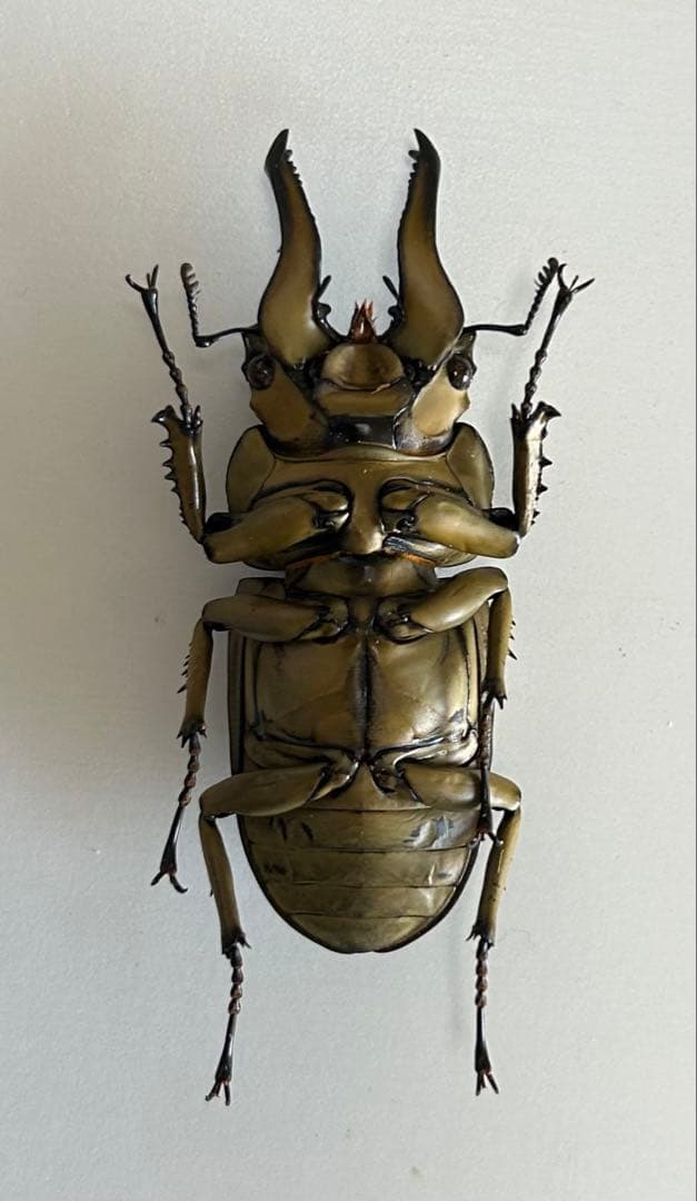 【昆虫標本】ローゼンベルグオウゴンオニクワガタ♂73㍉