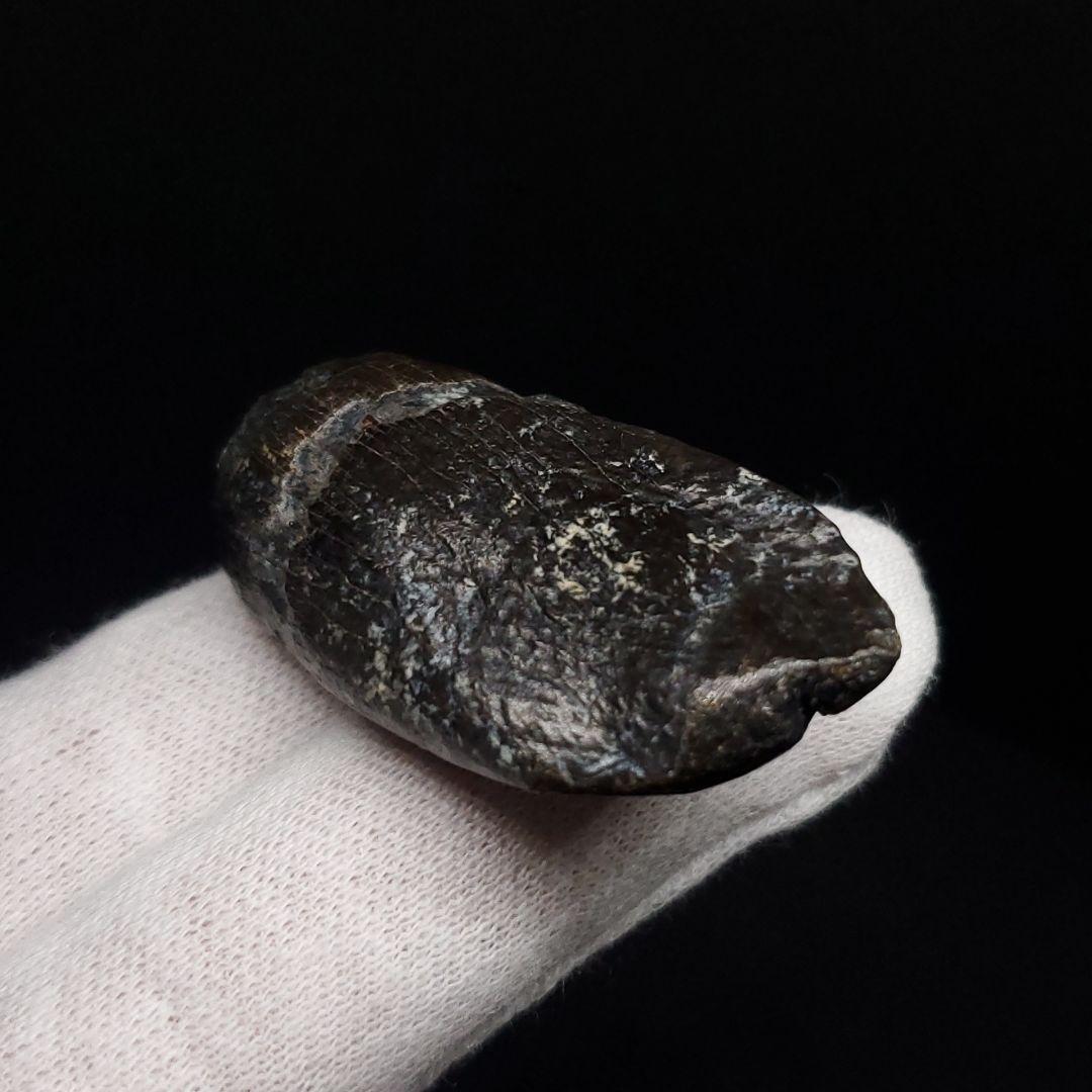 極上 ジョバリア 歯 化石 本物 モロッコ産 41.18mm fr146