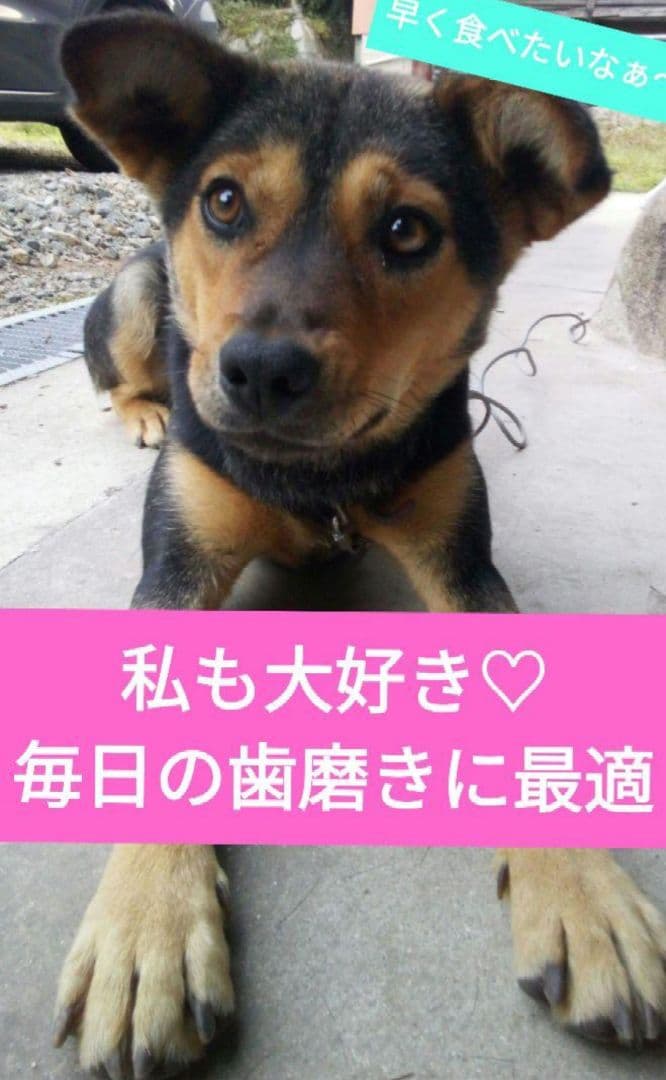 国産　無添加　七面鳥アキレスロング500g✕2P