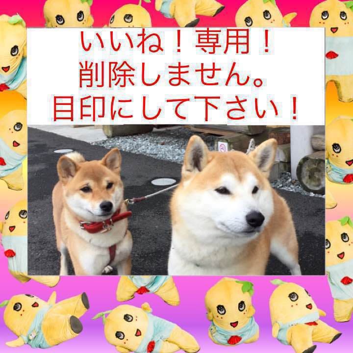 いいね！専用！