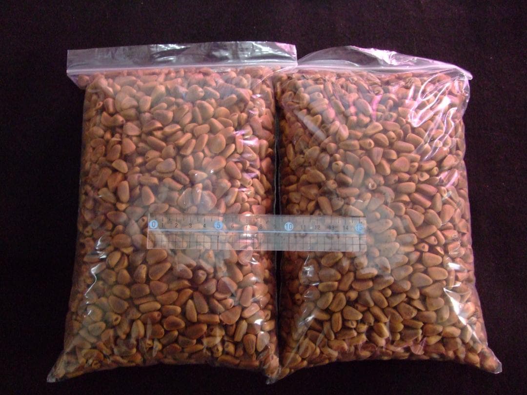 【リスのおやつ】 北海道産 天然 松の実 3.0kg 木の実