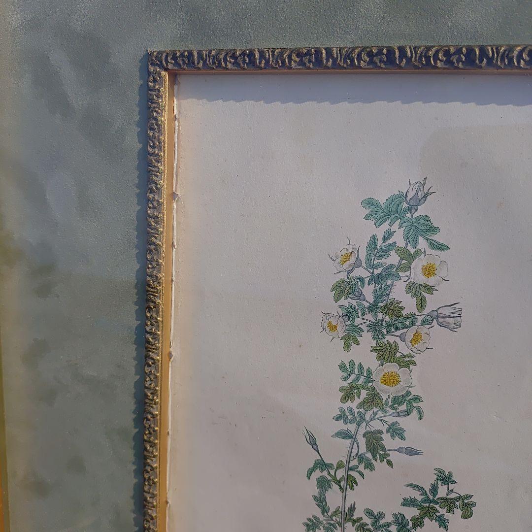 アンティーク額 ルドゥーテ バラ図譜 オクターヴォ版 ボタニカルアート