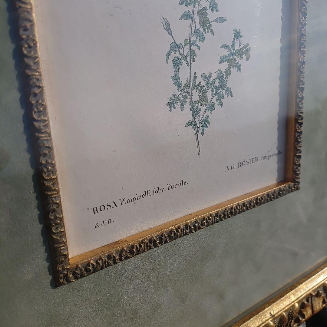 アンティーク額 ルドゥーテ バラ図譜 オクターヴォ版 ボタニカルアート