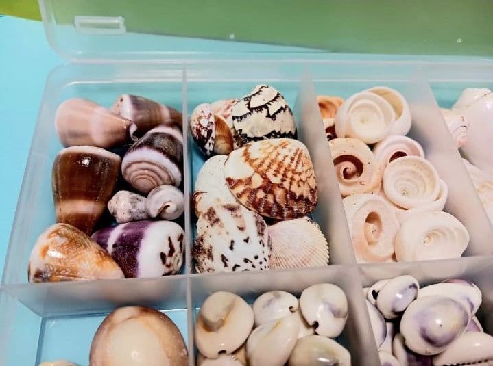 A 貝殻とサンゴの宝箱　宝石箱　210個以上セット　中サイズ　タカラガイ