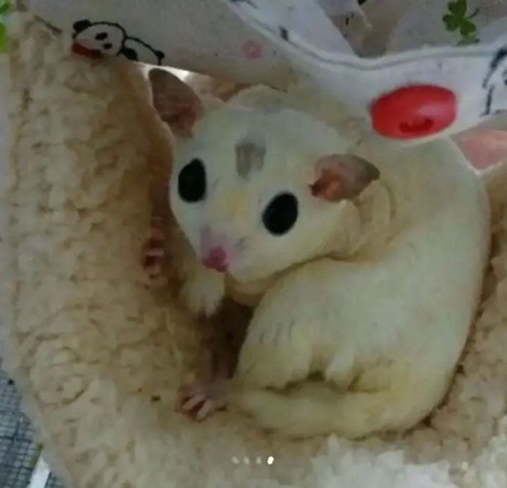 モモンガハウス（猫柄・ピンク）ラビットボア    ポーチ  2100円