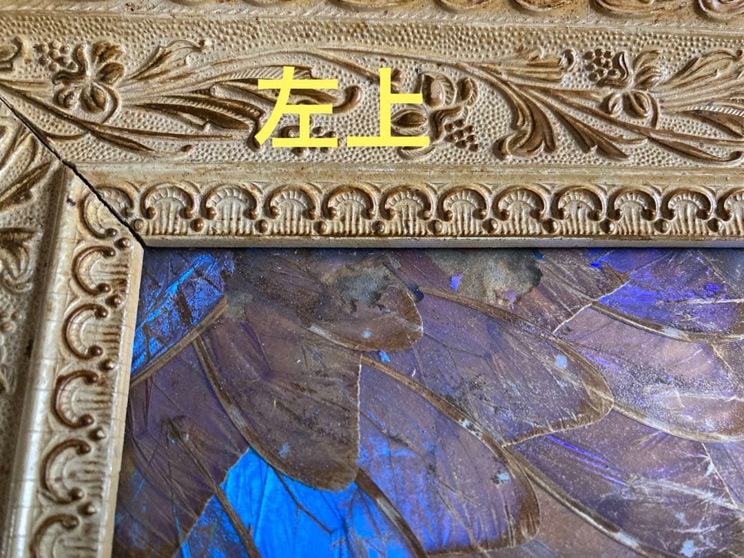 モルフォ蝶　大型額入り美術品　 約49cm✖️69cm