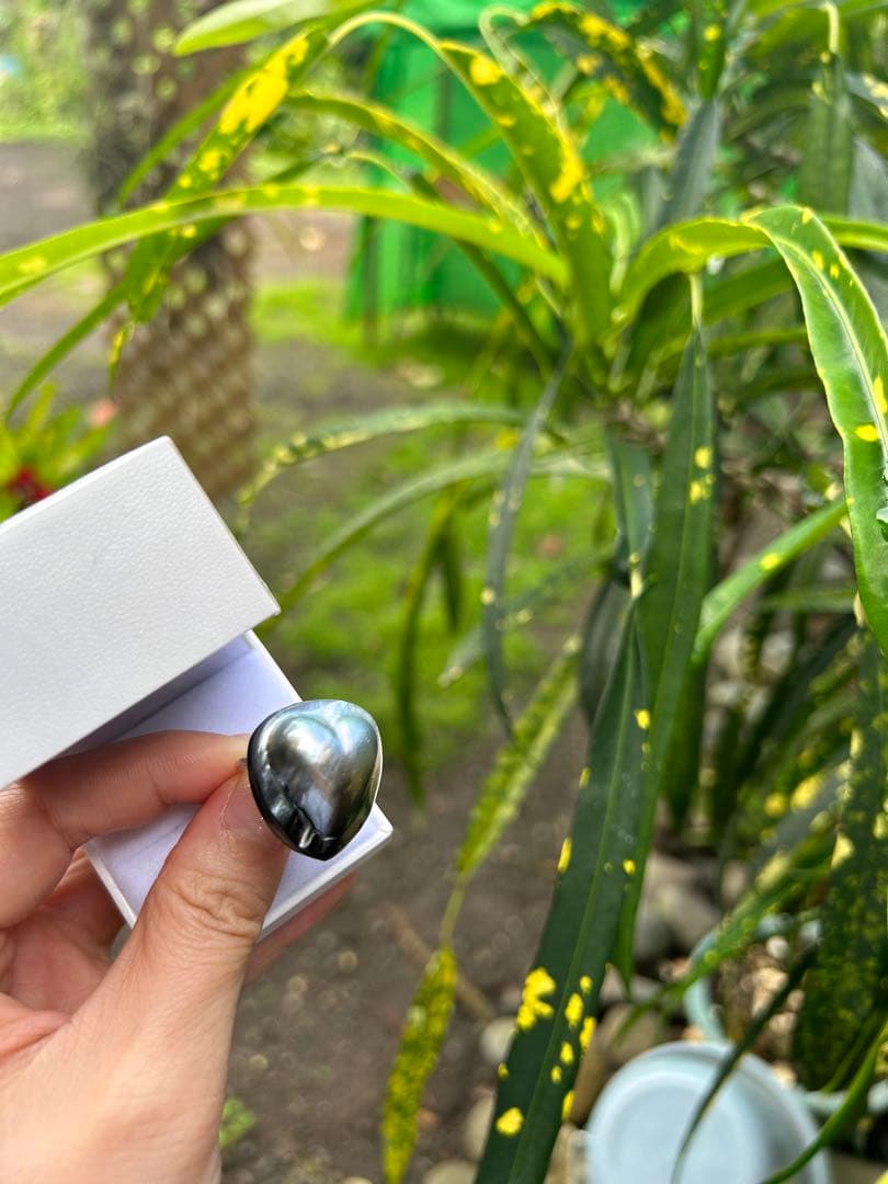 希少　黒蝶真珠　タヒチパール　タヒチマペパール　リング