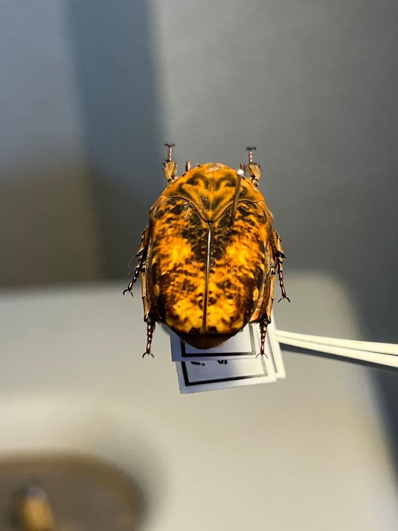 【マグマ】タイヨウアヤヒシムネハナムグリ 標本 カナブン プラチナコガネタマムシ