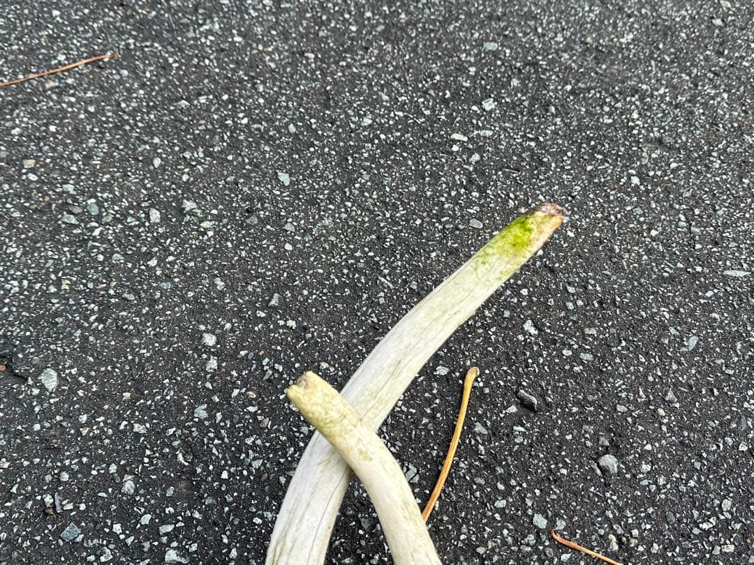 鹿の角 おもちゃ 【１６本】ランダム 左右非対称