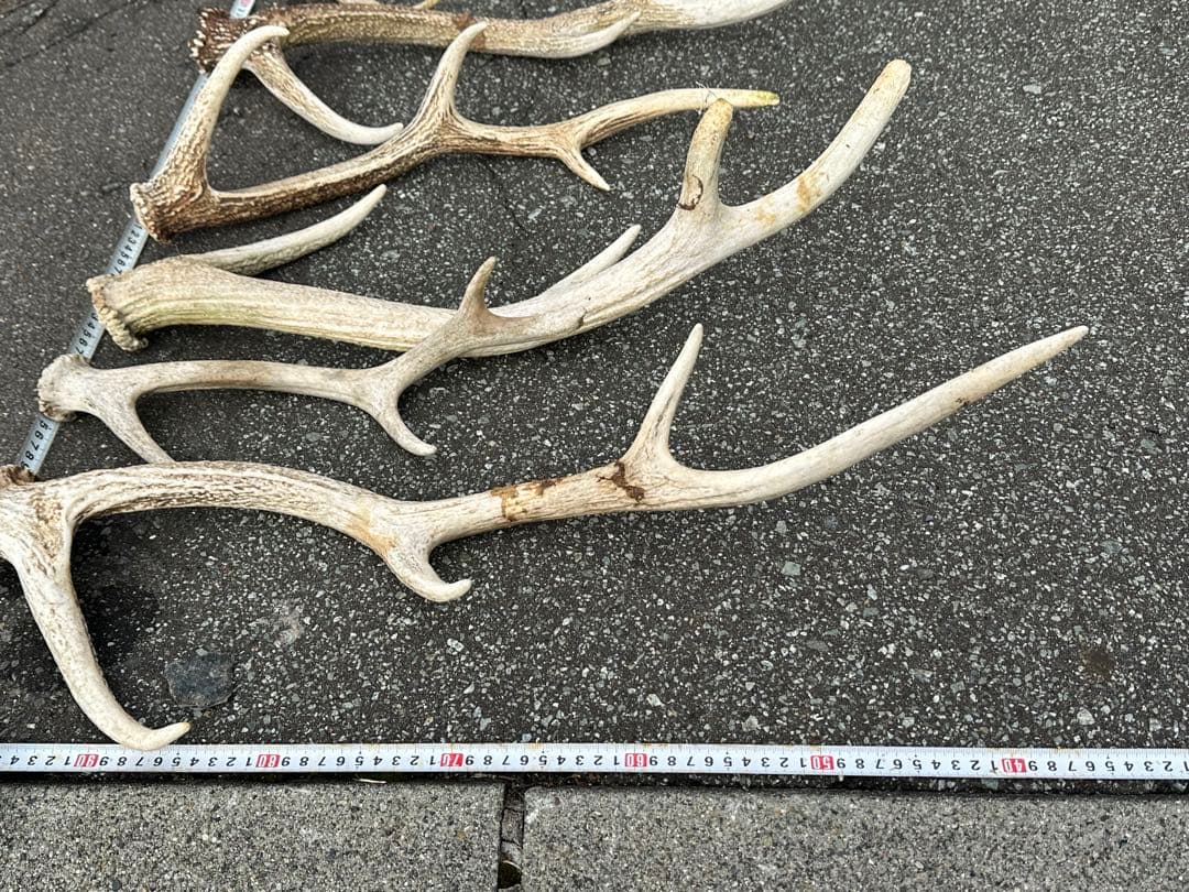 鹿の角 おもちゃ 【１６本】ランダム 左右非対称