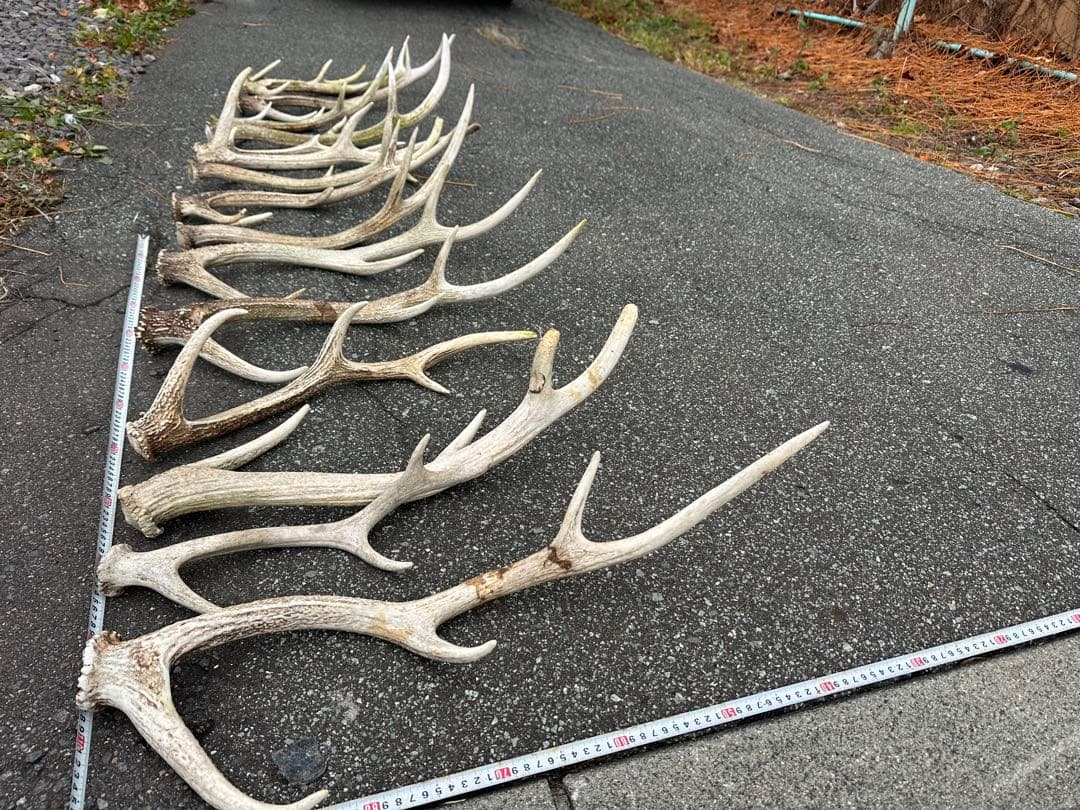 鹿の角 おもちゃ 【１６本】ランダム 左右非対称