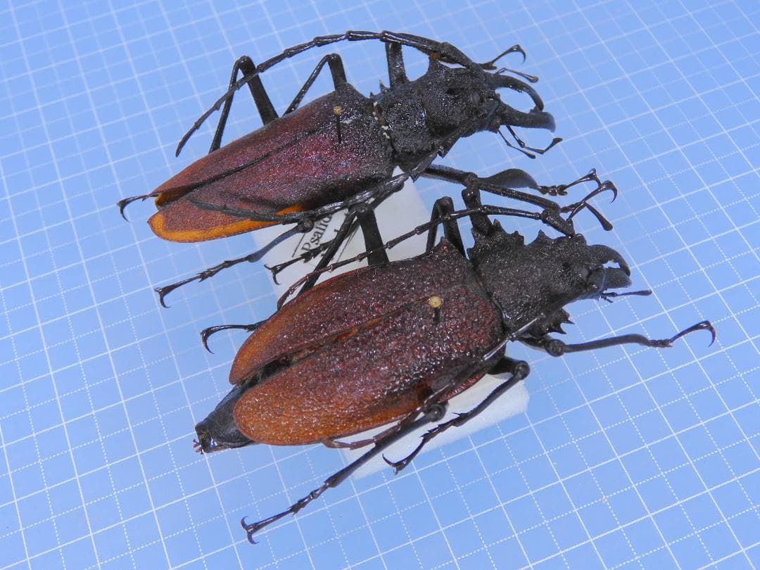 Pasalidognathus modestus　69mm 62mm