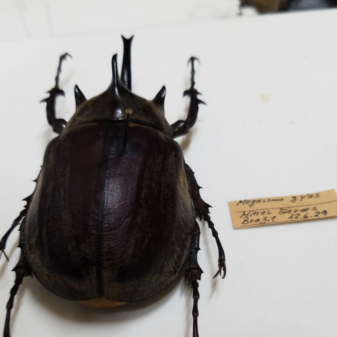 特別価格　コレクションシリーズギアスゾウカブト