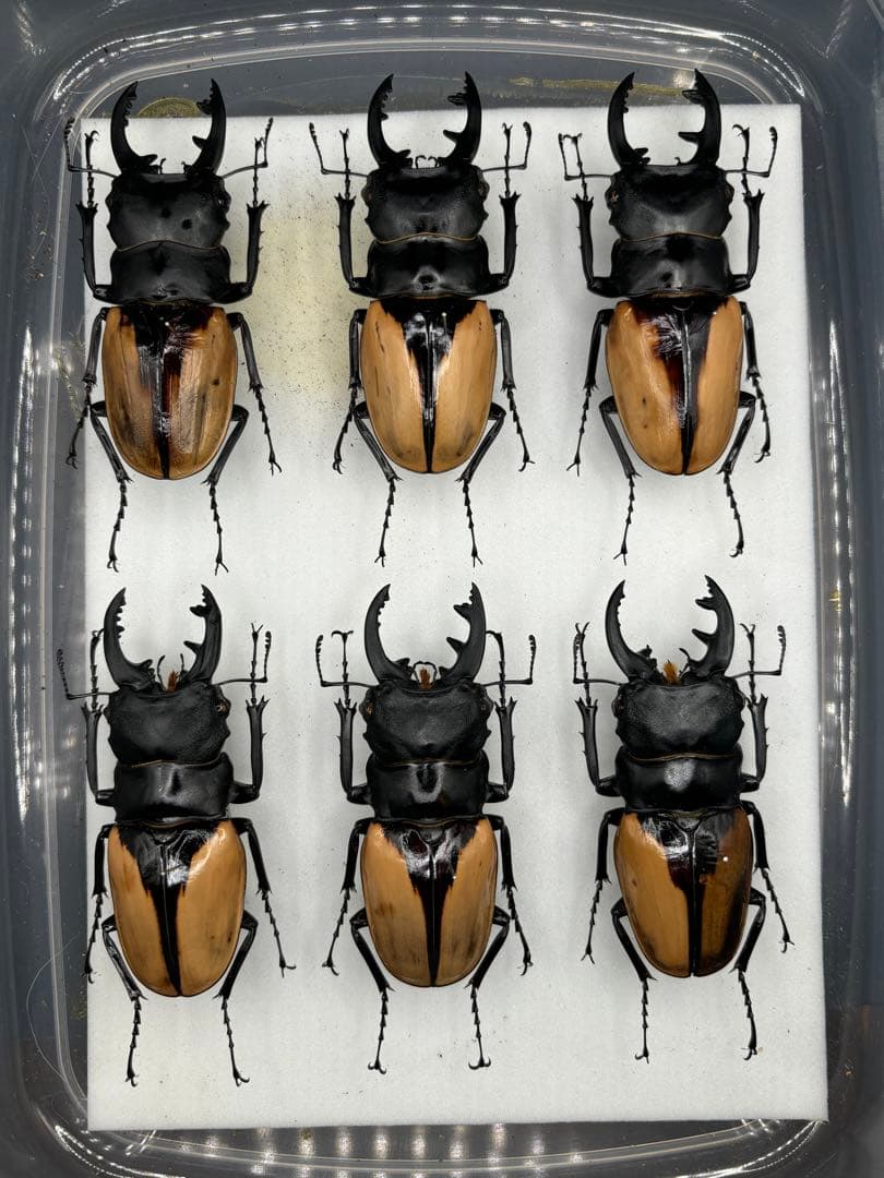 ブルマイスターツヤクワガタ　標本　飼育品　6頭セット