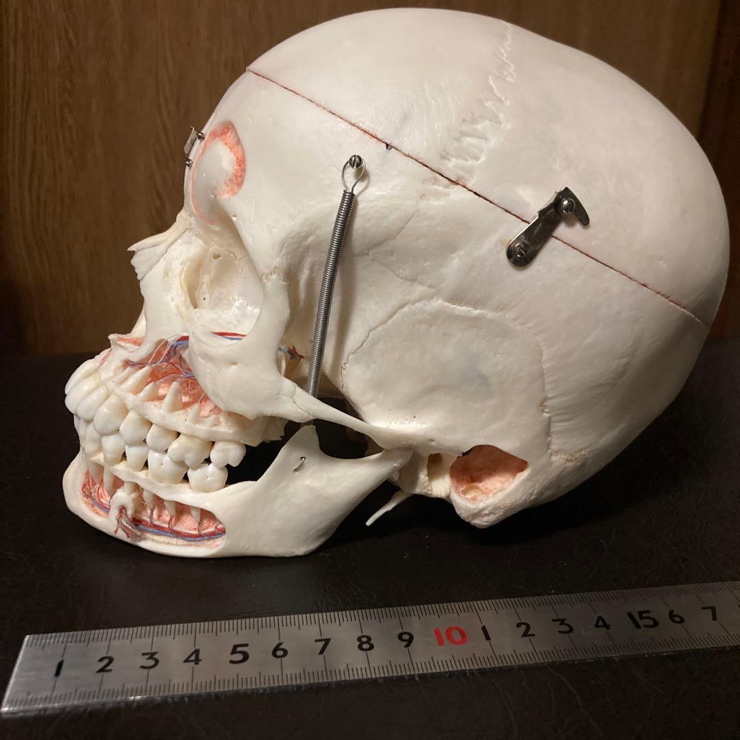 頭蓋骨　模型　解剖学