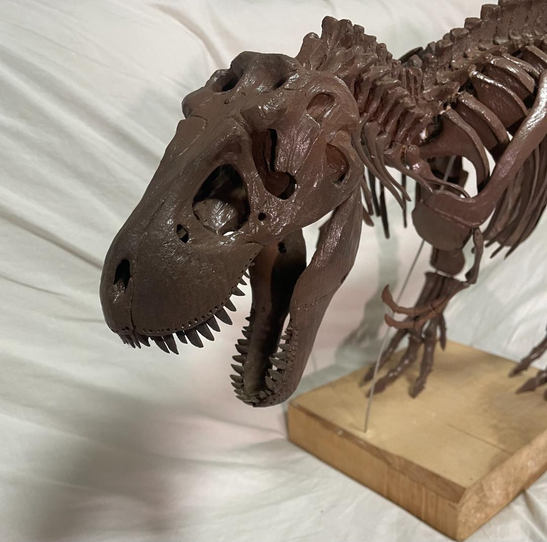 木彫　Tyrannosaurus rex 1/10　全身骨格模型 約97cm