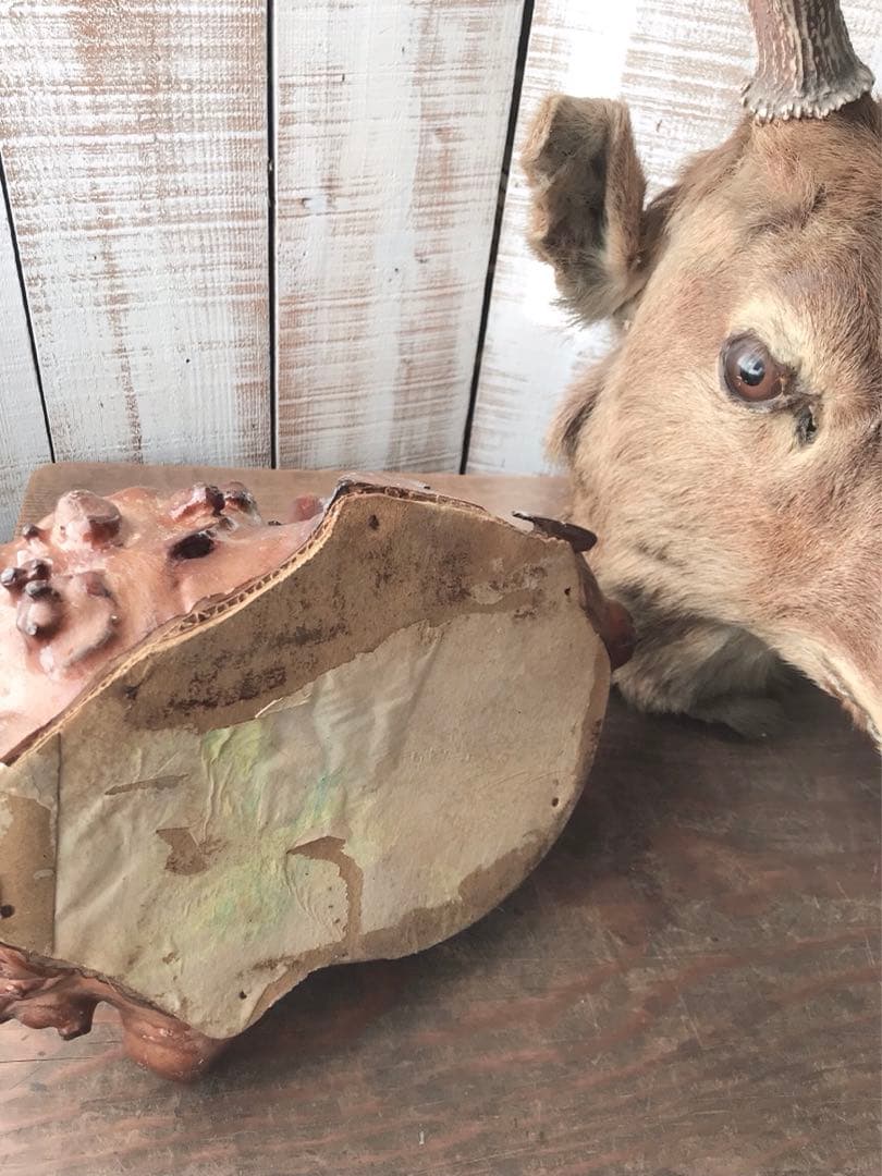 ヴィンテージ　鹿　剥製　土台付き