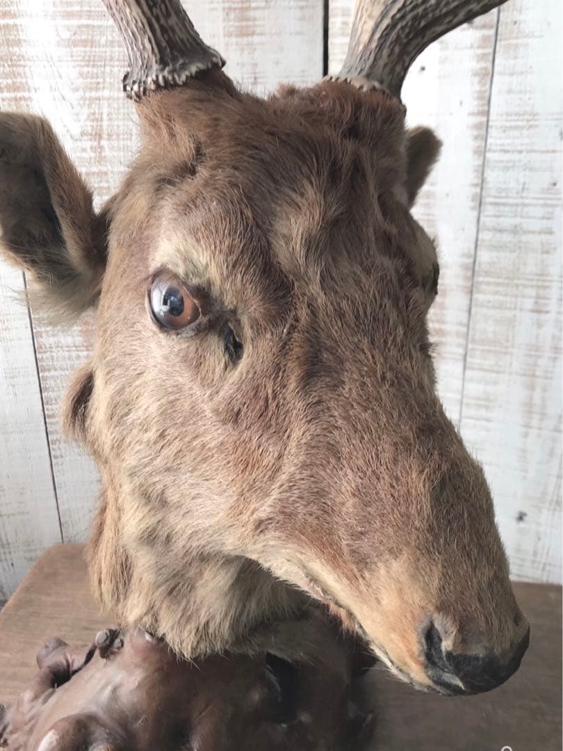 ヴィンテージ　鹿　剥製　土台付き