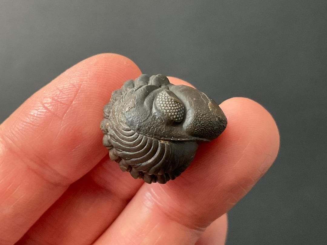 リードプス [PH101] 三葉虫 化石 ファコプス