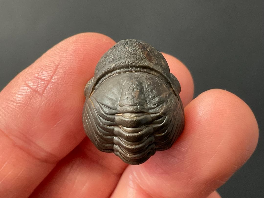 リードプス [PH101] 三葉虫 化石 ファコプス